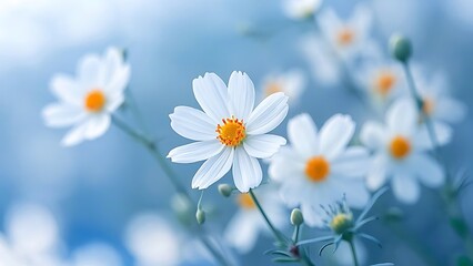 White Daisies with Yellow Centers on Blue Background