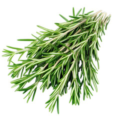 Fototapeta premium twig of rosemary isolated on transparent background png