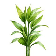 Obraz premium A vibrant green lucky bamboo plant with lush leaves displayed well on transparent background
