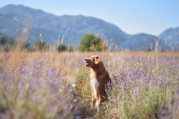 A dog Nova Scotia Duck Tolling Retriever sits calmly surrounded by vibrant lavender blooms under the warm sunlight. 