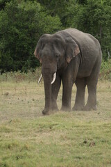 Sri Lankan Elephants and Tuskers in Kaudulla National Park, Sri Lanka 