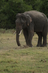 Obraz premium Sri Lankan Elephants and Tuskers in Kaudulla National Park, Sri Lanka 