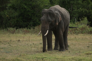Sri Lankan Elephants and Tuskers in Kaudulla National Park, Sri Lanka 