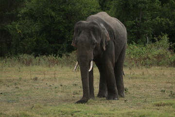 Obraz premium Sri Lankan Elephants and Tuskers in Kaudulla National Park, Sri Lanka 