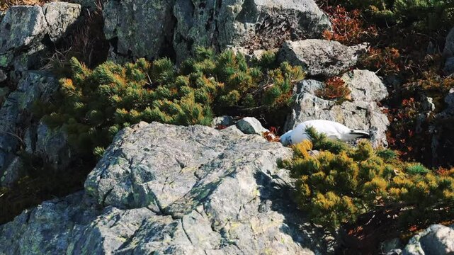 北アルプスの立山の雷鳥