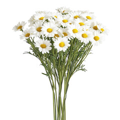 Bouquet of white daisies with yellow centers against dark space on transparent background