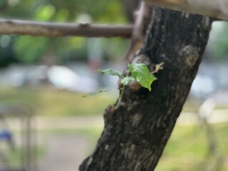 green beetle on a tree