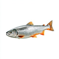 Fototapeta premium Isolated trout fish close up view on white background
