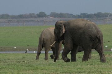 Fototapeta premium Sri Lankan Elephants and Tuskers in Kaudulla National Park, Sri Lanka 