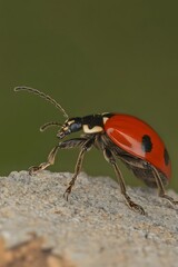 Macro Photography Red Ladybug Beetle Insect Closeup