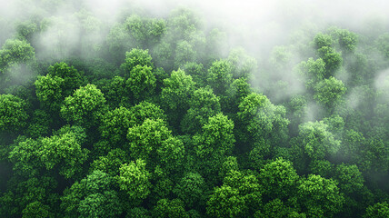 Lush green forest covered in mist, creating serene atmosphere copy space