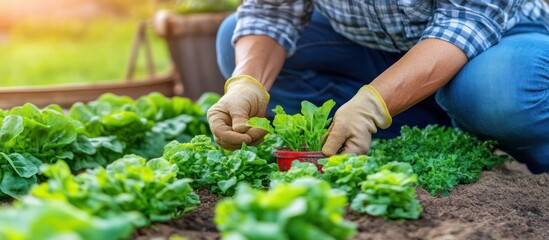 Cultivating Growth: Gardener Planting Seedlings in Lush Green Vegetable Patch