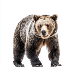 Obraz premium Majestic grizzly bear walking in winter snow white background wildlife photography fur cub paw cold view eyes brown large