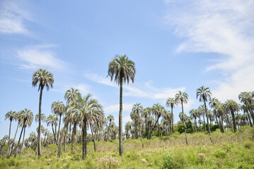 Tropical landscape, El Palmar National Park, in Entre Rios, Argentina, a protected area where the endemic Butia yatay palm tree is found. Concepts: ecotourism, protection of flora native species.