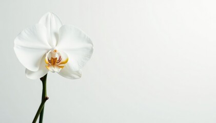 Naklejka premium Delicate white orchid blossom against pure white backdrop, simple, delicate, floral