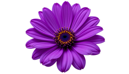 Vibrant Purple Cape Marguerite Daisy Isolated
