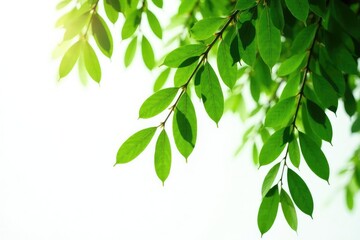 Obraz premium Long willow branches with flowing leaves isolated on white background, green, nature