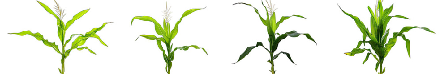 Fototapeta premium four young corn plants arranged in a row against a white background showcasing their vibrant green leaves and developing structure emphasizing agricultural growth and potential