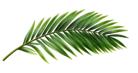 a vibrant detailed illustration of a green palm leaf showcasing its elongated shape and intricate leaflets ideal for design nature themes or decorative purposes
