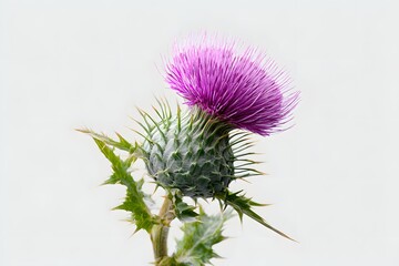 Isolated Purple Thistle Flower with Spiky Green Leaves on Clean White Background