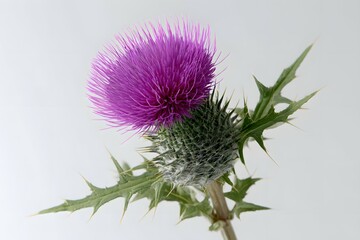 Isolated Purple Thistle Flower with Thorny Stem and Green Leaves on White Background