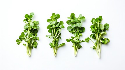 Obraz premium Fresh arugula on white background. Top view. Flat lay