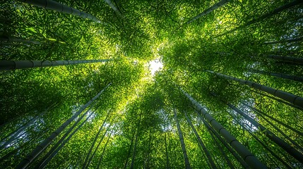 Lush bamboo forest canopy