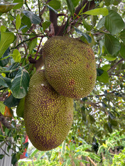 green ripe jackfruit hanging on tree