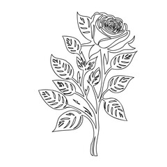 Rose Outline Drawing Elegant Floral Design