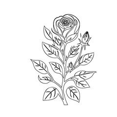 Elegant Rose Line Art Illustration on White