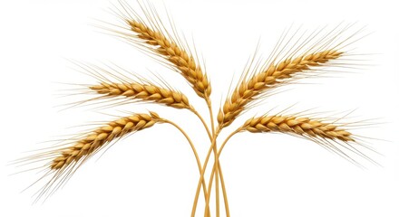 Fototapeta premium Wheat stalks close up arrangement on white background