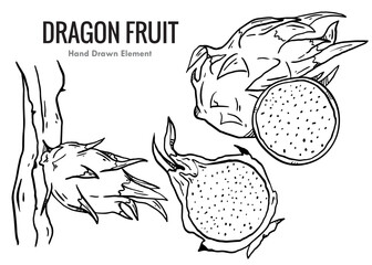 hand drawn vector illustration of an dragon fruit