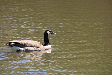 Canada Goose / Canadian Geese