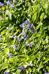 Bluebells (Hyacinthoides)