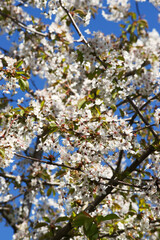 Japanese cherry (Prunus serrulata)