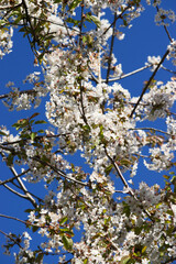 Japanese cherry (Prunus serrulata)