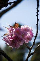Japanese cherry (Prunus serrulata)