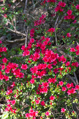 Azalea