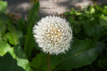 Common dandelion (Taraxacum officinale)