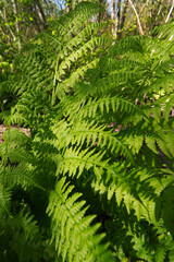 Bracken Fern (Pteridium)