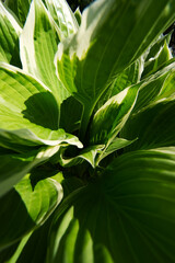 Hosta or Plantain Lillies
