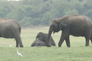 Fototapeta premium Sri Lankan Elephants and Tuskers in Kaudulla National Park, Sri Lanka 
