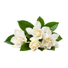 A beautiful arrangement of white gardenia flowers with lush green leaves, perfect for floral design or decoration