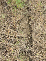 texture of dry earth.