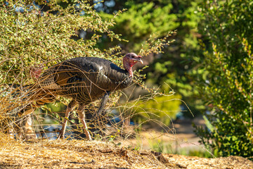 Wild turkey (Meleagris gallopavo) walking in a park.