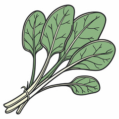 Hand-drawn Spinach Leaves Vector, Organic Greens Illustration