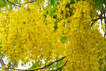 Multiplication flowers on tree
