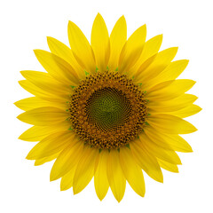 Fototapeta premium A vibrant sunflower in full bloom, showcasing its bright yellow petals and intricate seed pattern against a clear background
