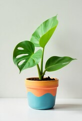 Obraz premium Tropical ornamental plant 'Rhaphidophora Tetrasperma' or can be called monstera leaf with perforated leaves in a flower pot
