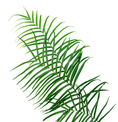 green fern isolated for nature element